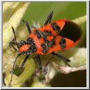 Corizus hyoscyami - Zimtwanze 02.jpg